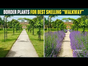 Top 7 Border Plants for Best-Smelling Walkway 🌼🌺🌿 // #GardenWalkway
