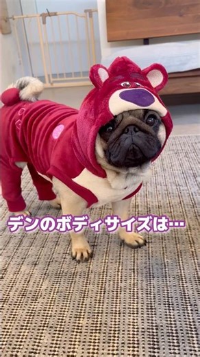 10kgパグのお洋服事情 #pug #パグ #犬のいる生活 #犬 #犬服 #癒し #パグの服