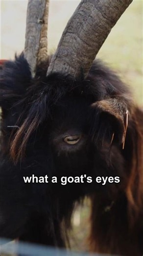 Goats have rectangular pupils