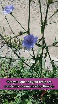 A Plant for Addiction? The Surprising Science of Chicory #gardening #foraging
