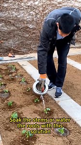 3 ways to make your homemade rooting formula #garden #gardening #gardening101 #planting #farming #gardeningtips #roots | Sam Green