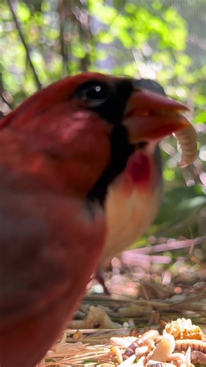 Red Northern Cardinal and Luzon Bleeding Heart Dove | Birds