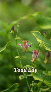 Toad Lilies! - Orchid-Like Fall Flowers that Thrive in Shade and Moist Soils