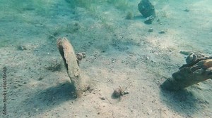 Sea shells stick out from the seabed in the Adriatic Sea