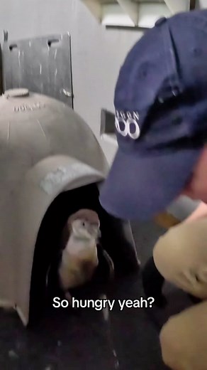Rumicha could peng-win an eating contest 🐟 At just 8 weeks old and growing fast, this Humboldt penguin chick eats a lot of fresh seafood. Defishious! #penguin #chick #cute #eating