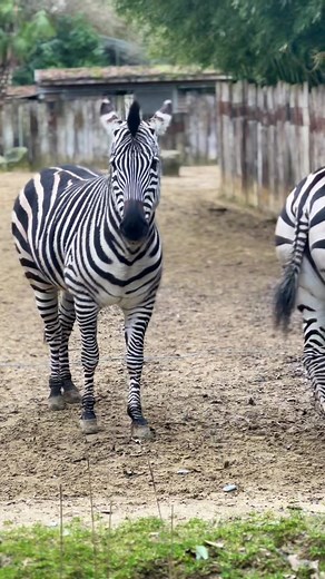 Zèbres des plaines d'Afrique du Sud : Découverte en zoo