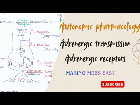 Adrenergic transmission and receptors (alpha and beta)