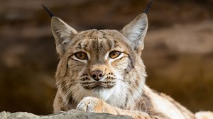 Leopard-Sized Predator: How the Eurasian Lynx Hunts Foxes, Wolves, and More