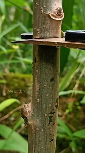 2.6K reactions · 151 shares | Best grafting techniques for fruit tree #grafting #graftingtechniques #graftingtree #graftingplants #graftingfruittree | Abi Garden | Facebook