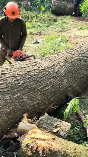 Cutting large wood using a large powered chainsaw