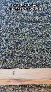 NEW KB MUSIC VIDEO! KB Thuggin #invasivespecies #killerbeeguy #killerbee #wildbees #honeybees | Killer Bee Guy