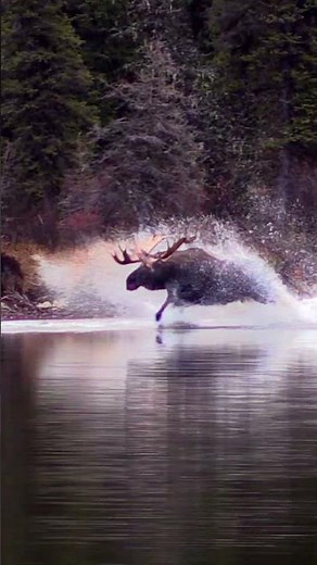 BULL MOOSE RUNNING THROUGH WATER! #moose #wildlife #wildanimals