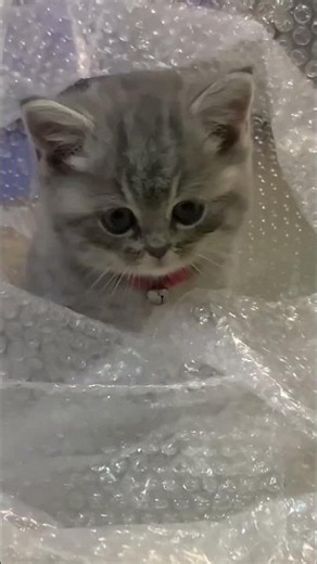 👆🏻 【猫が喜ぶ映像】QQcar cat 🥰癒し🥰#猫 #子猫 #ねこ #고양이#猫が喜ぶ映像#새끼고양이#고양이동영상 #子ネコ #cute #cat #animals #kitten #pets