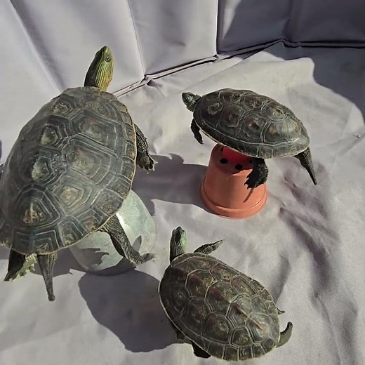 烏龜日光浴～趁著有太陽曬曬吧 #turtle #turtlewatching #斑龜 #澤龜 #長尾龜 #Taiwan #pets