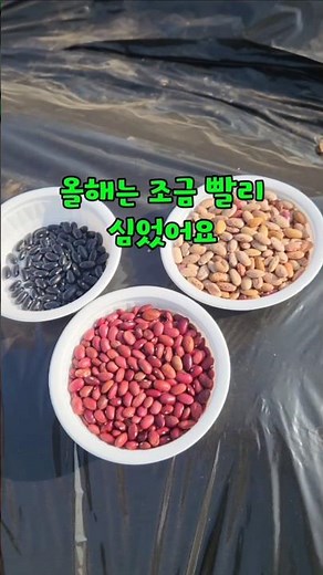 강낭콩 심는 시기가 점점 빨라집니다