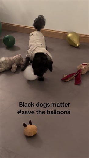 #dogs #balloons #savetheworld #merryxmas #lhasapoo