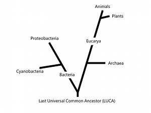 The Microbiology of Cyanobacteria