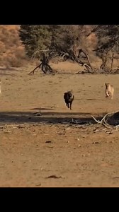 848K views · 13K reactions | Lion and hyena together | wild animals TV | Facebook