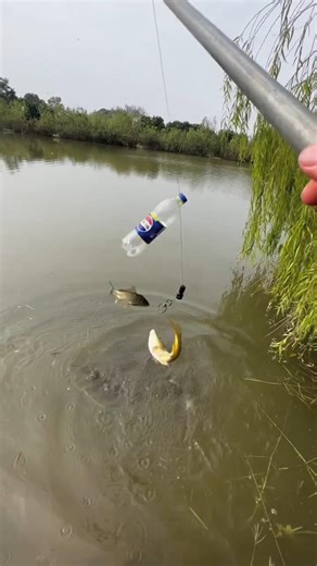 How to catch big fish using only a bottle and steel rod and fishing line?