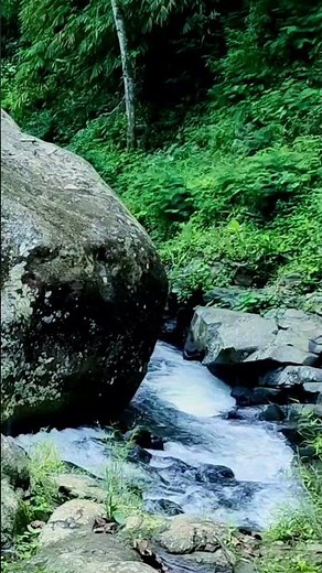 Peaceful Jungle Oasis 24/7. Relaxing Sounds for Deep Sleep. #nature #naturesounds