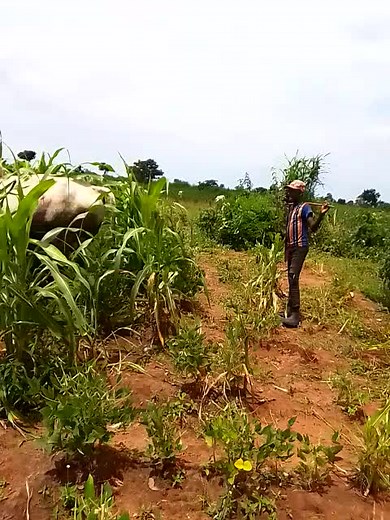 NA jadda (@na.jadda)’s videos with original sound - NA jadda