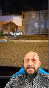 691K views · 10K reactions | Leão solto em Osasco São Paulo? #animais...