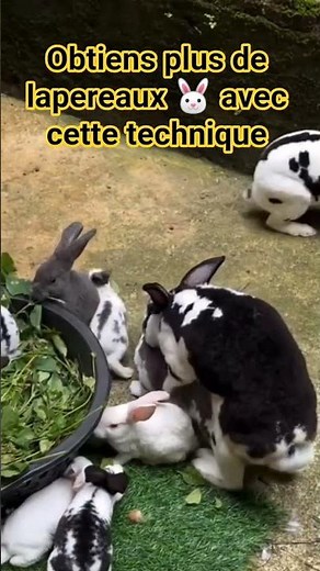Réussir l'accouplement de tes lapins #agriculture #lapin #animaux