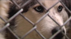 Exotic animals, including pigs and snakes, found in Macungie hoarding home