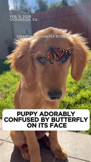 😍An adorable golden retriever puppy from Oceanside, California, looked perplexed at a butterfly perched on its forehead, going cross-eyed while trying to look at the insect. Video filmed by Amanda Wilson shows the butterfly flapping its wings while resting on the dog’s face. | ABC 7 Chicago