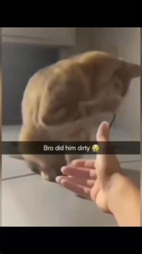 Animal LOL Zone on Reels