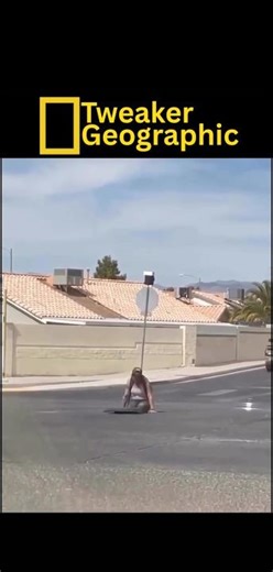 Tweaker Geographic Episode 74: “Sewer”