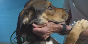 Hot temperatures can be dangerous for animals