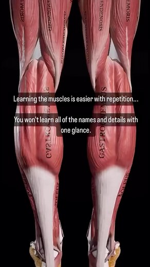 5 Steps To Remember Muscle Origin and Insertions ️‍♂️  Simplify...