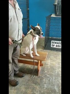 And another 24 hours later, Kia is showing off her moves and Bob, for the first time, is able to pet her. She still has a long way to go, but we are very pleased with her progress. We look forward to the day when she is no longer fearful and she can relax and let her inner dog shine through. | Out Of The Box Animal Rescue