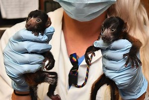 Two red ruffed lemurs born at Duke Lemur Center