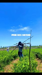 Laborando andamos 👩🏻‍🌾🌱🌄 #agriculture #mexico #campo #fypシ゚ | Una chica de campo