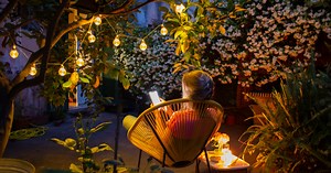 The Best Small Trees for Big Impact in Your Yard