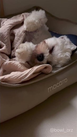 🐾 晚安，今天的碗粿下線Good Night—Wa Gui Logging Off