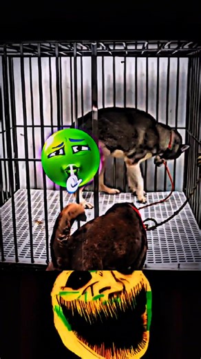 Now the sigma dog has entey #trollface #short #shortsfeed