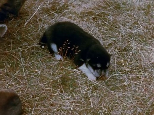 405K views · 11K reactions | #ThrowbackThursday Tuktu series Episode 1 Video series recalling traditional Inuit ways of life, using real footage of the Netsilik people of Kugaaruk in the 1960s, to illustrate the tales told by Tuktu, a fictional elder. Produced by the National Film Board of Canada. Watch full episode: https://www.isuma.tv/DID/community/CambridgeBay/tuktu-series-episode-1 | IsumaTV | Facebook