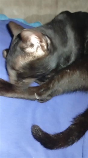 So beautiful cat 🐈 | Black cat addict