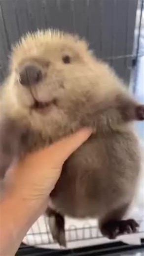 What noise does a beaver make