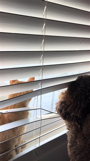 Can I pet that dog. #kyo #prince #petsoftiktok #catmom