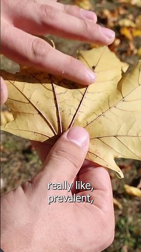 Tree Identification at the University of Maine: Norway Maple