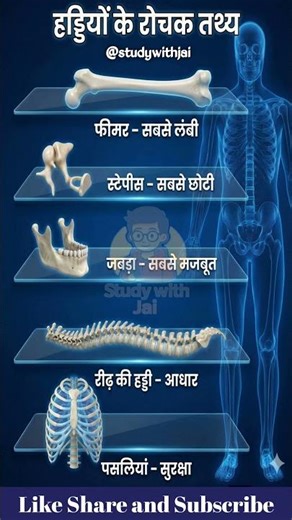 हड्डियों के रोचक तथ्य | Femur सबसे लंबी हड्डी | Human Skeleton Facts in Hindi