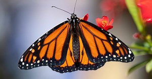 Monarch Butterflies Listed On Endangered Species List