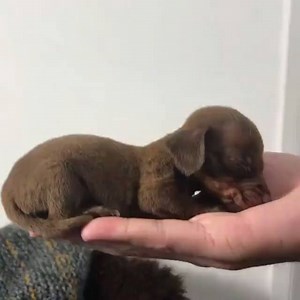 2M views · 37K reactions | I think my heart just melted  | UNILAD | Facebook