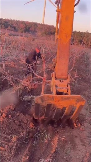 Fruit Tree Transplantation – From Digging to Planting