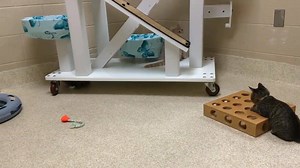 7K views · 98 reactions | Kitten Explosion! We just put up many kittens for adoption this morning. Please come down to the shelter today to pick out a new furry friend. We also have many adult cats to choose from. Kittens are $40 and adults (over 4 months) are only $5! | Kent County Animal Shelter | Facebook