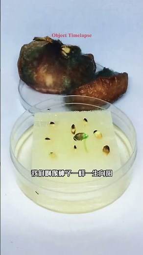 Seeding APPLE GROW Time Lapse